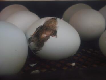 Nearly hatched  legbar