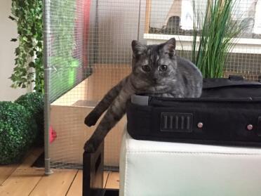 La mamma di mila è british shorthair e il suo papà è un gatto nero - così è nato un esemplare unico molto speciale! 