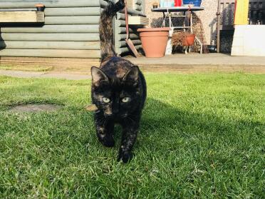 This cat looks ready for the catwalk!