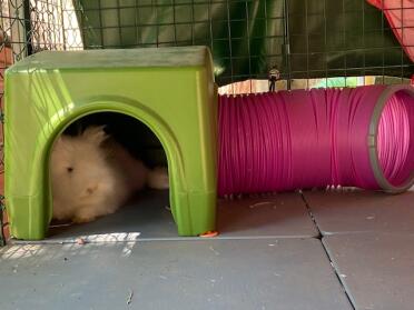 Brushing! ah no, quickly i leave to hide...