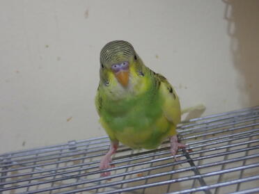 Fancy your own green budgie?