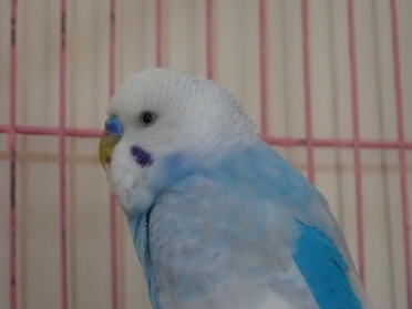What a beautiful blue budgie!