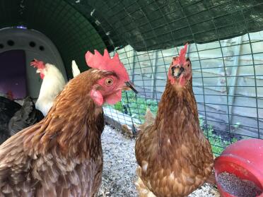 Weniger als 24 stunden und das picken/mobbing ist bereits unter kontrolle. 