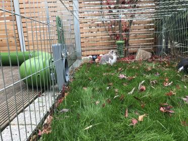 Rabbits love treats from the hanging Caddi treat holders!