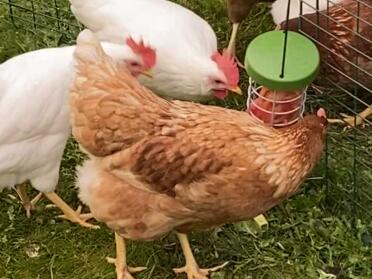 Attaches easily to any chicken run