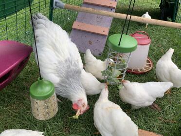Chickens love snacking from the treat caddi and peck toy!