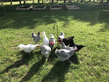 These chickens love snacking from their caddi!