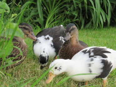These ducks love grazing!