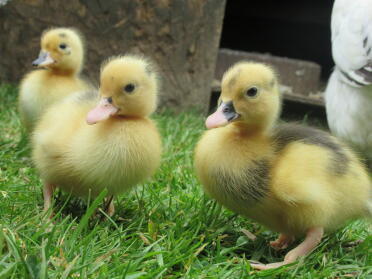 No ugly ducklings to be seen here!