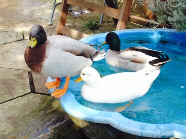 Rufen Sie Enten im Teich