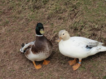 Idris & esther silver call ducks
