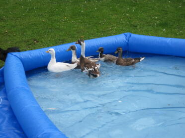 Mischung von Enten, die schwimmen