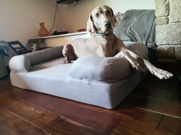 Find the right fit to suit your dog with a choice of three sizes