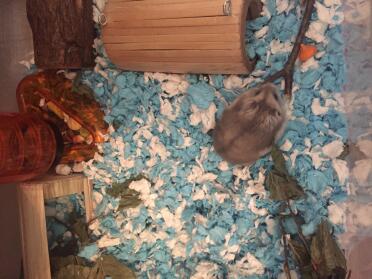 Gerbil with Carefresh Bedding