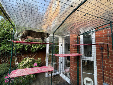 Catio 5 years on & hard to get out cat Isabelle out of it!