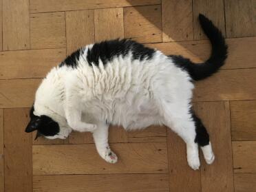 Eine glückliche Katze