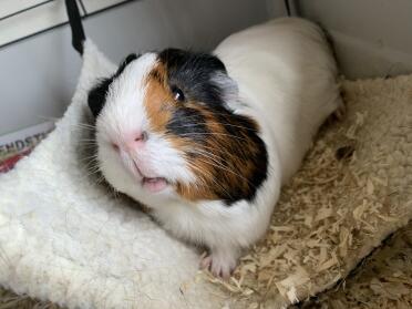 Guinea pigs have such lovely and unique coats!