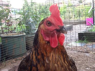 Miss pepperpot - Mavis