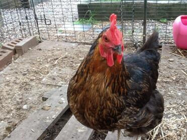 Miss pepperpot - Mavis
