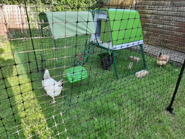 Chickens love their coop! 