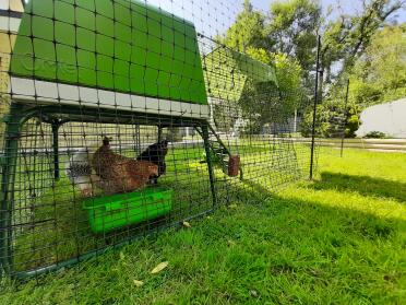 Chickens love their Go up coop! 