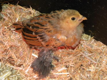 un baby barbd'uccle bantam