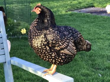 Bellissimo pollo Betty, bantsm doppio argento cucito