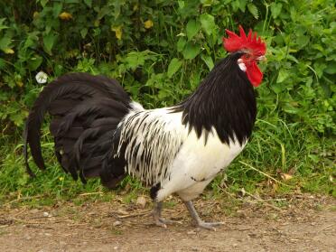 Johannes der Lakenvelder.