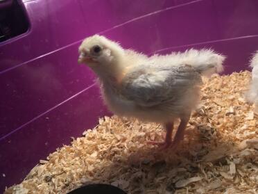 Leichtes Sussex-Küken 3 Wochen alt