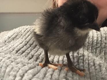 Chicks are so cute