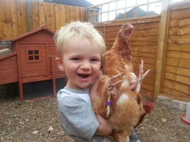 Cody e Jenny Chicken