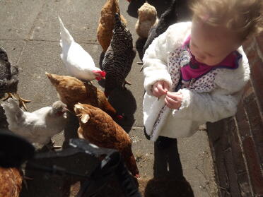 Enkelin genießt die Chooks
