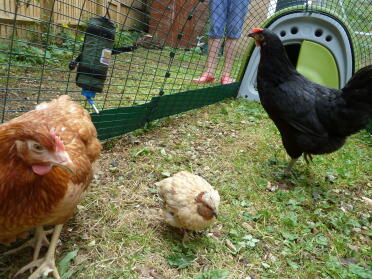 Quails can live with chickens!
