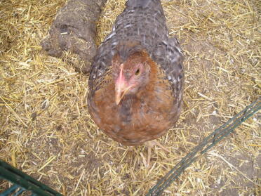 The cheepy chicks at nearly 11 weeks