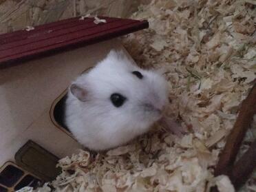 Hamsters make such adorable pets!