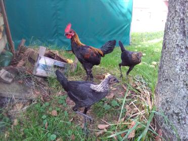 Britische kampfflugzeuge