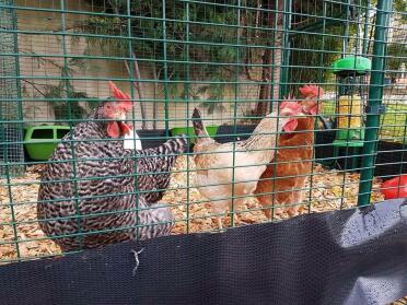 Hettie, mabel e flo nella loro nuova estensione