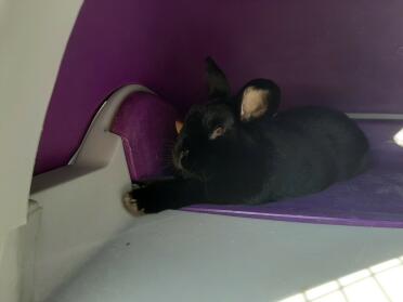 Rabbit base