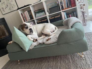 Cookie's Got her own sofa ????