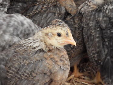 4 Wochen altes Cream Legbar Chick