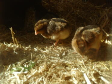 Cream legbar chicks