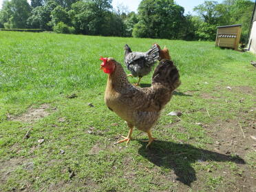 A cream legbar chicken.