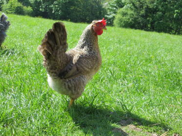 A cream legbar chicken.