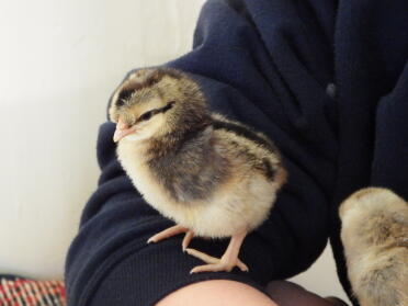 Creme Legbar Pullet Chick