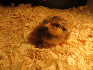 A cream legbar day old chick.