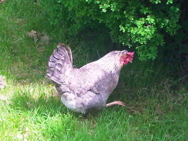 Legbar hen