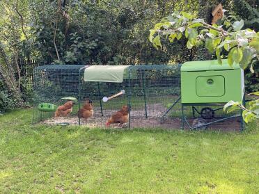Add some more space for your chickens