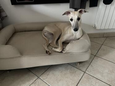 Choose the colour that suits best your decor and your dog