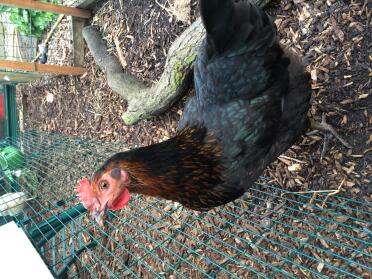 Neugieriges huhn 