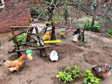 A variety of products to keep your hens entertained